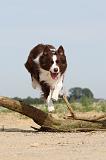 BORDER COLLIE 490